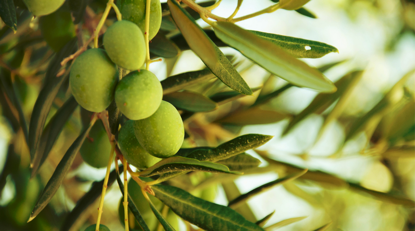 irf2 olive tree